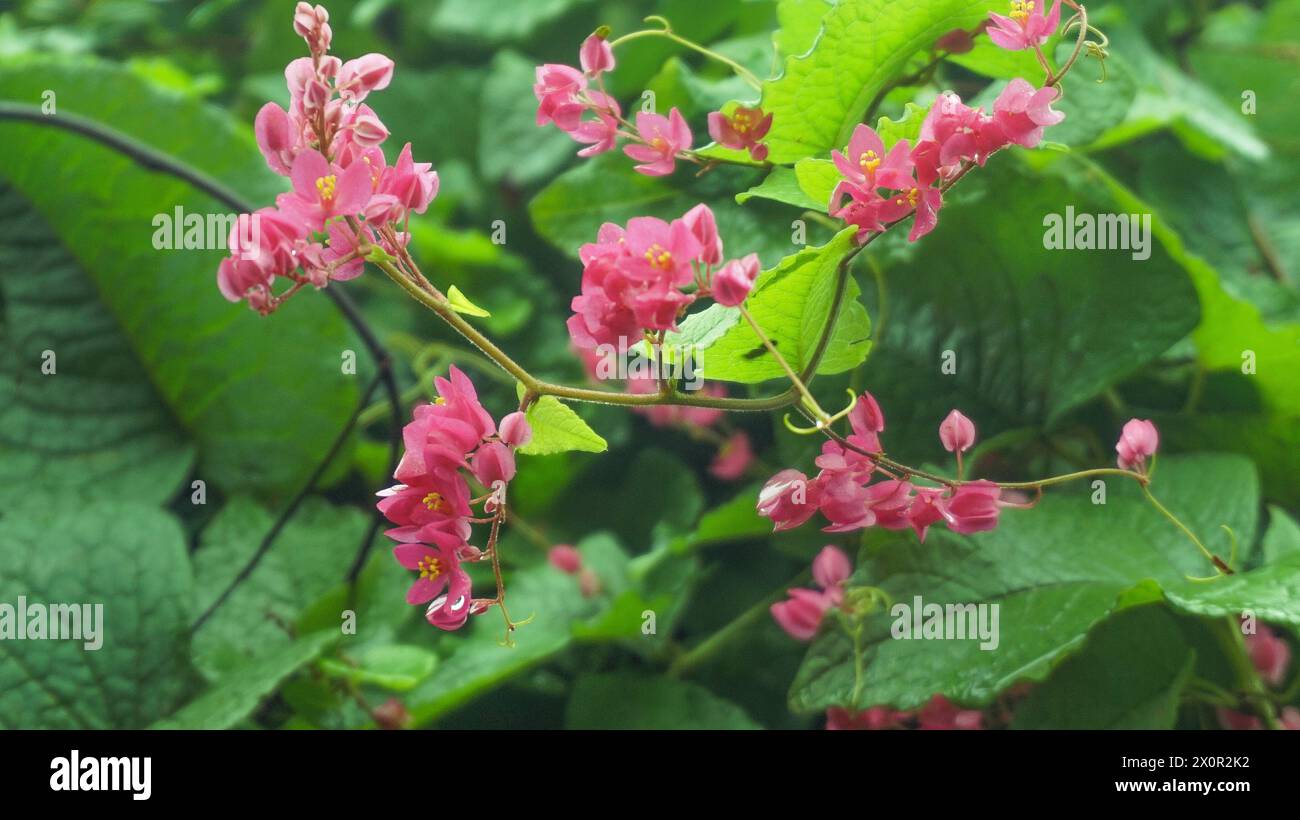 background Tropical pink flowers blooming in the garden, Coral Vine or Antigonon Stock Photo