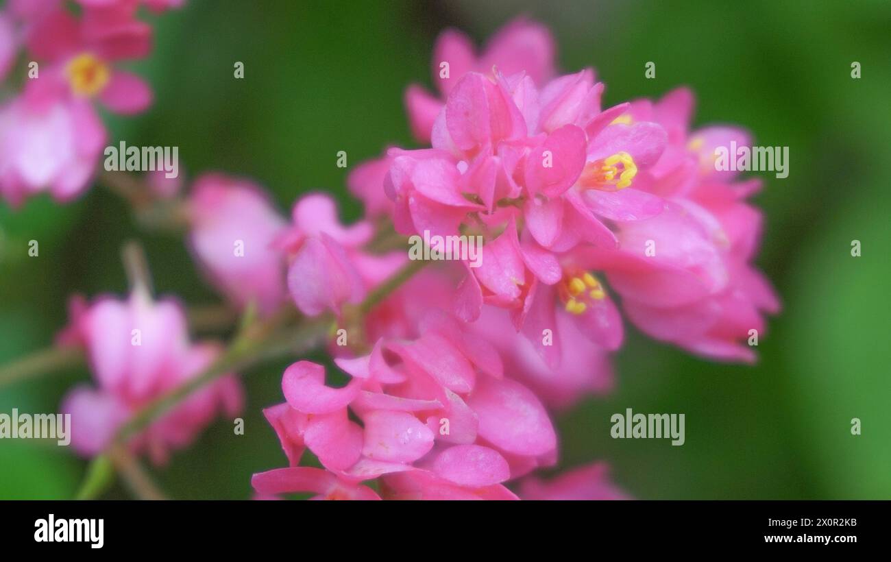 background Tropical pink flowers blooming in the garden, Coral Vine or Antigonon Stock Photo