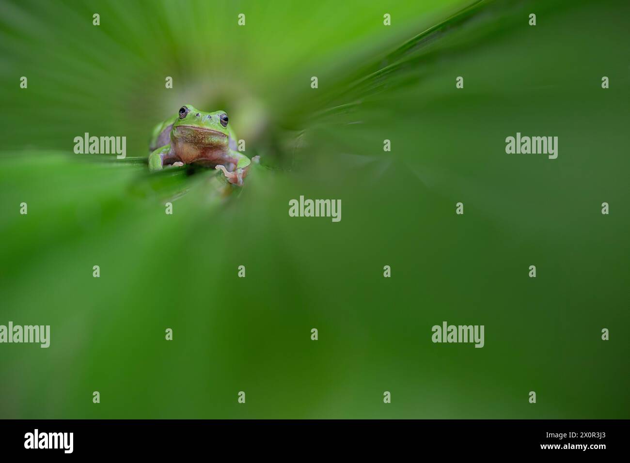 Looking at camera, fine art portrait of Italian tree frog (Hyla intermedia) Stock Photo