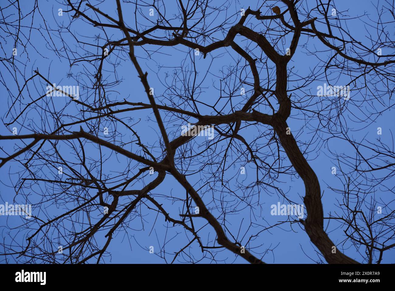 Tree branches against dark blue sky. Stock Photo