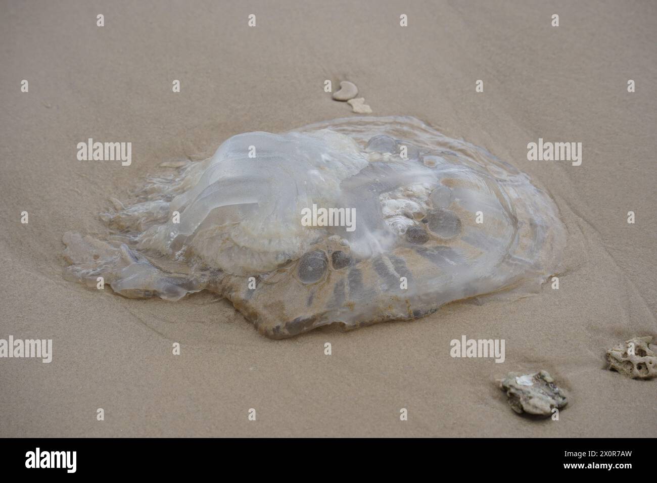 Rhopilema nomadica jellyfish at the Mediterranean seacoast.  Vermicular filaments with venomous stinging cells  can cause painful injuries to people Stock Photo