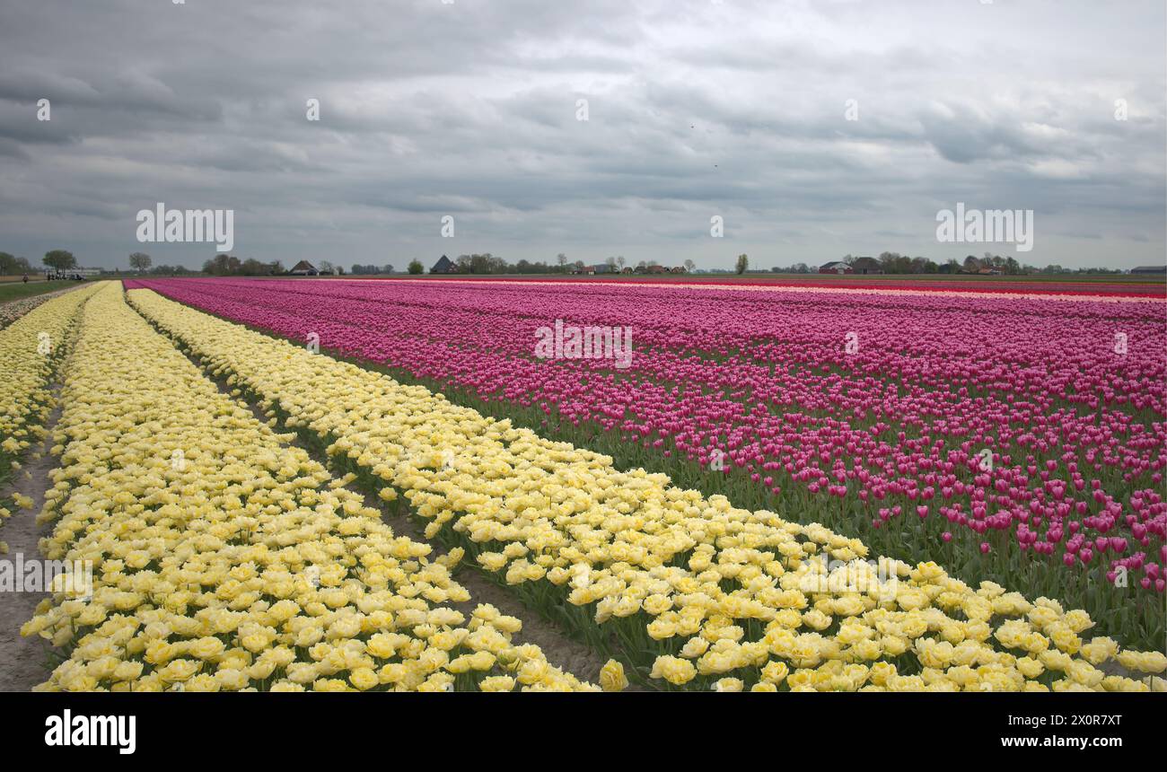 Tulpen in een veld geeft heel veel kleur in de omgeving, dit geeft aan dat de lente nu echt in aantocht is. Stock Photo