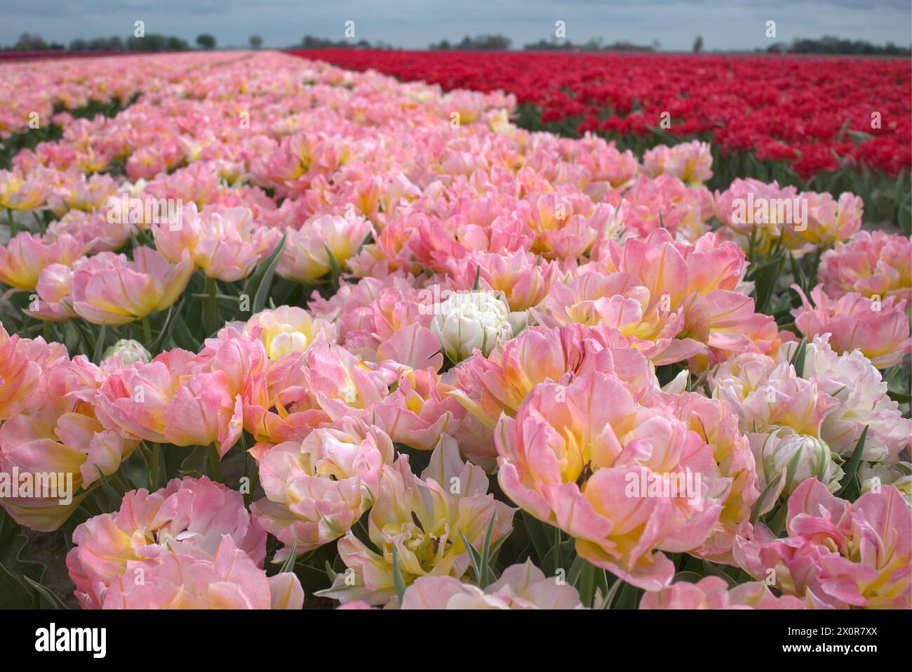 Tulpen in een veld geeft heel veel kleur in de omgeving, dit geeft aan dat de lente nu echt in aantocht is. Stock Photo
