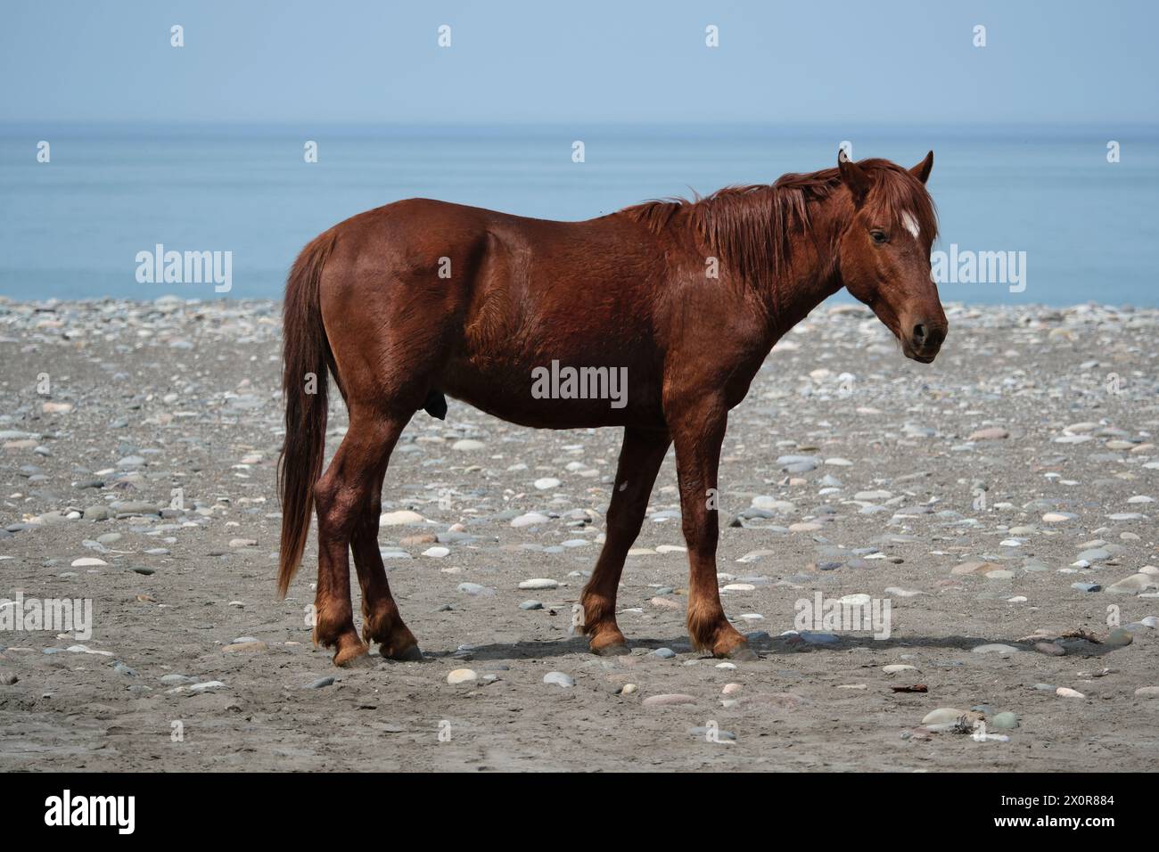 Horse on the beach. Brown horse standing on the shore of the Black Sea Stock Photo