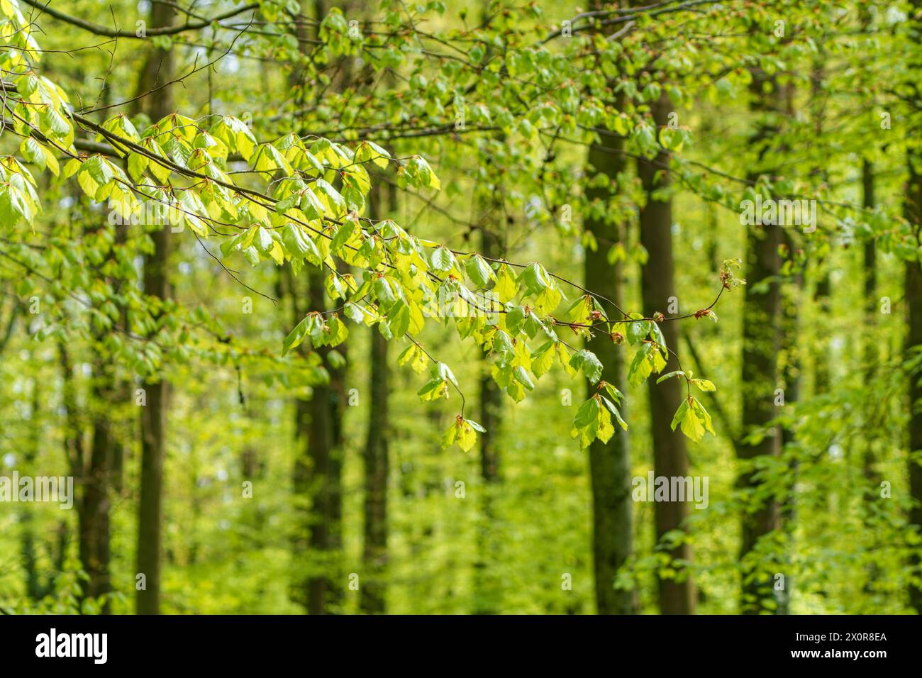 Botanical garden aerial various tree hi-res stock photography and ...
