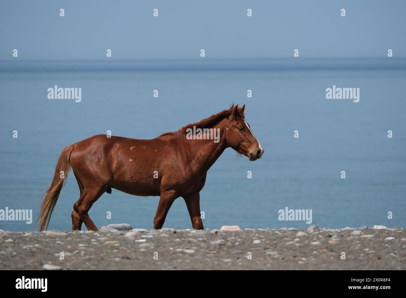 Horse on the beach. Brown horse standing on the shore of the Black Sea Stock Photo