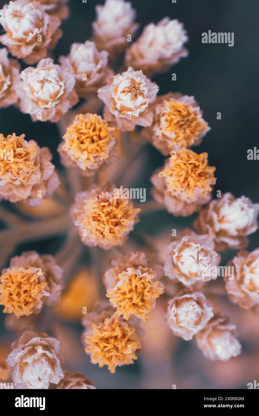 A close-up of a bundle of cream and yellow flowers belonging to the Licorice Plant, Helichrysum petiolare. It is indigenous to South Africa Stock Photo