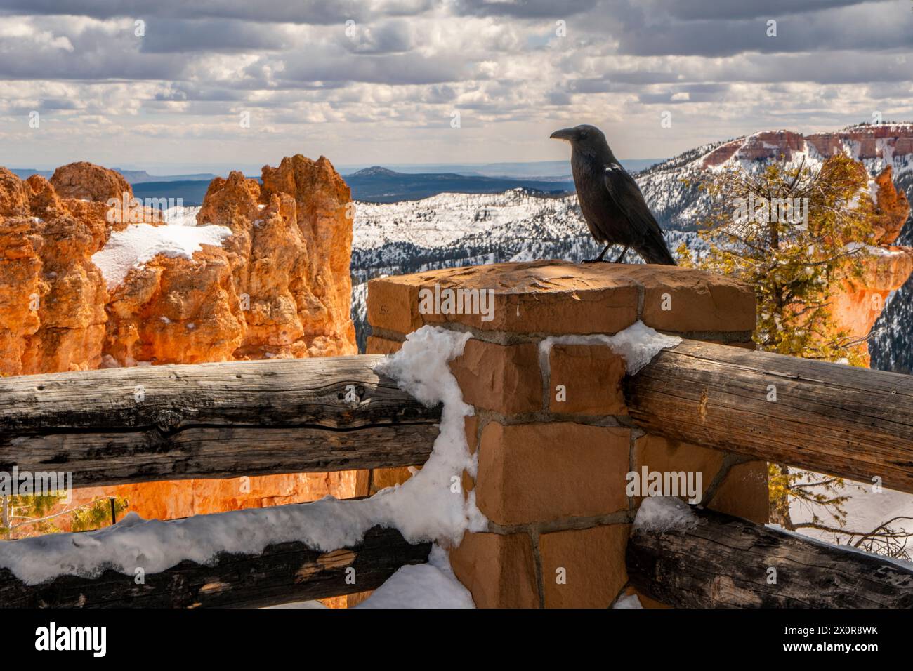 Winter raven at Natural Bridge Viewpoint in Utah's Bryce Canyon National Park. Stock Photo