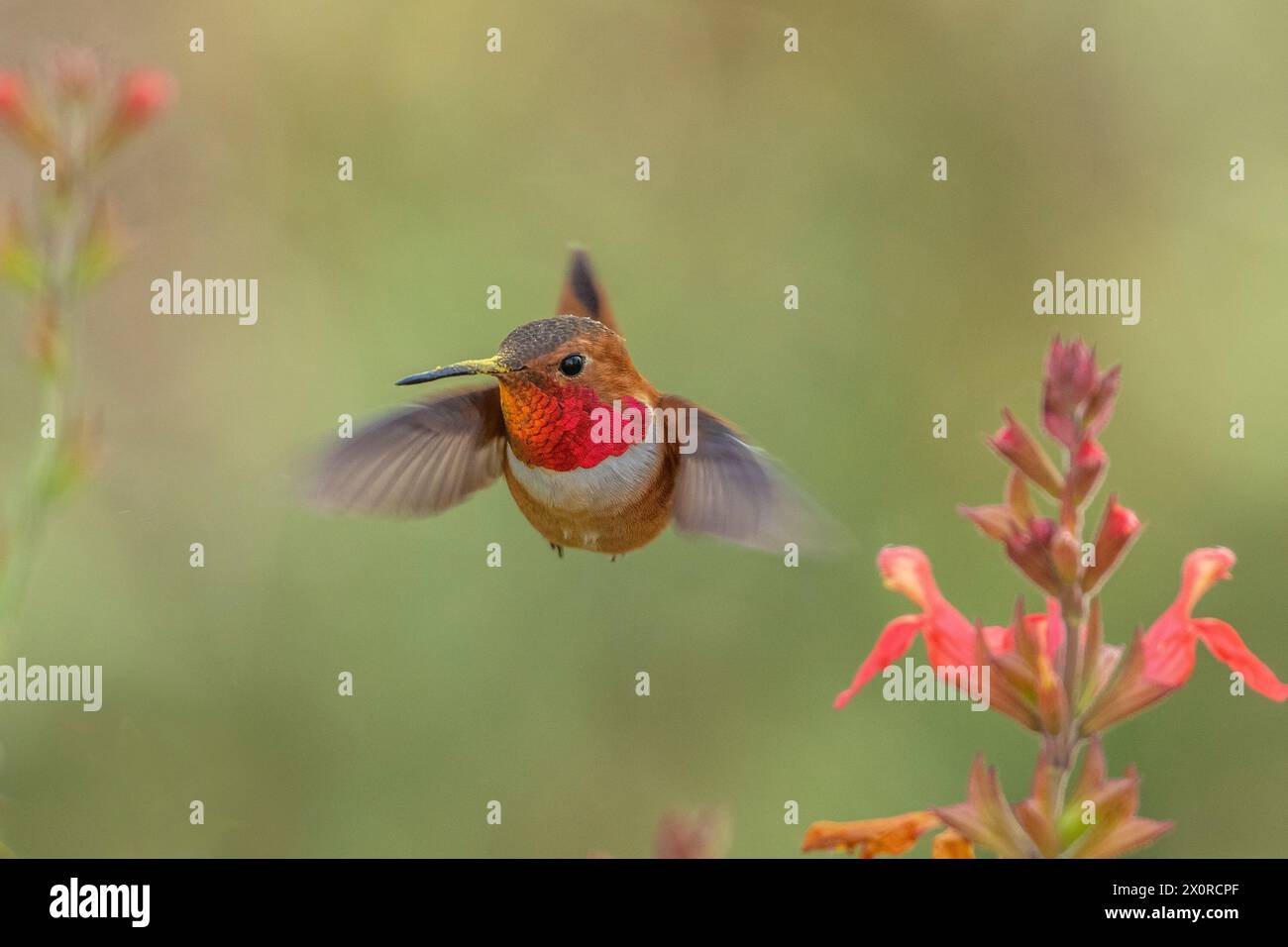 male Rufous Hummingbird at a northbound fuel stop, Yolo County California Stock Photo