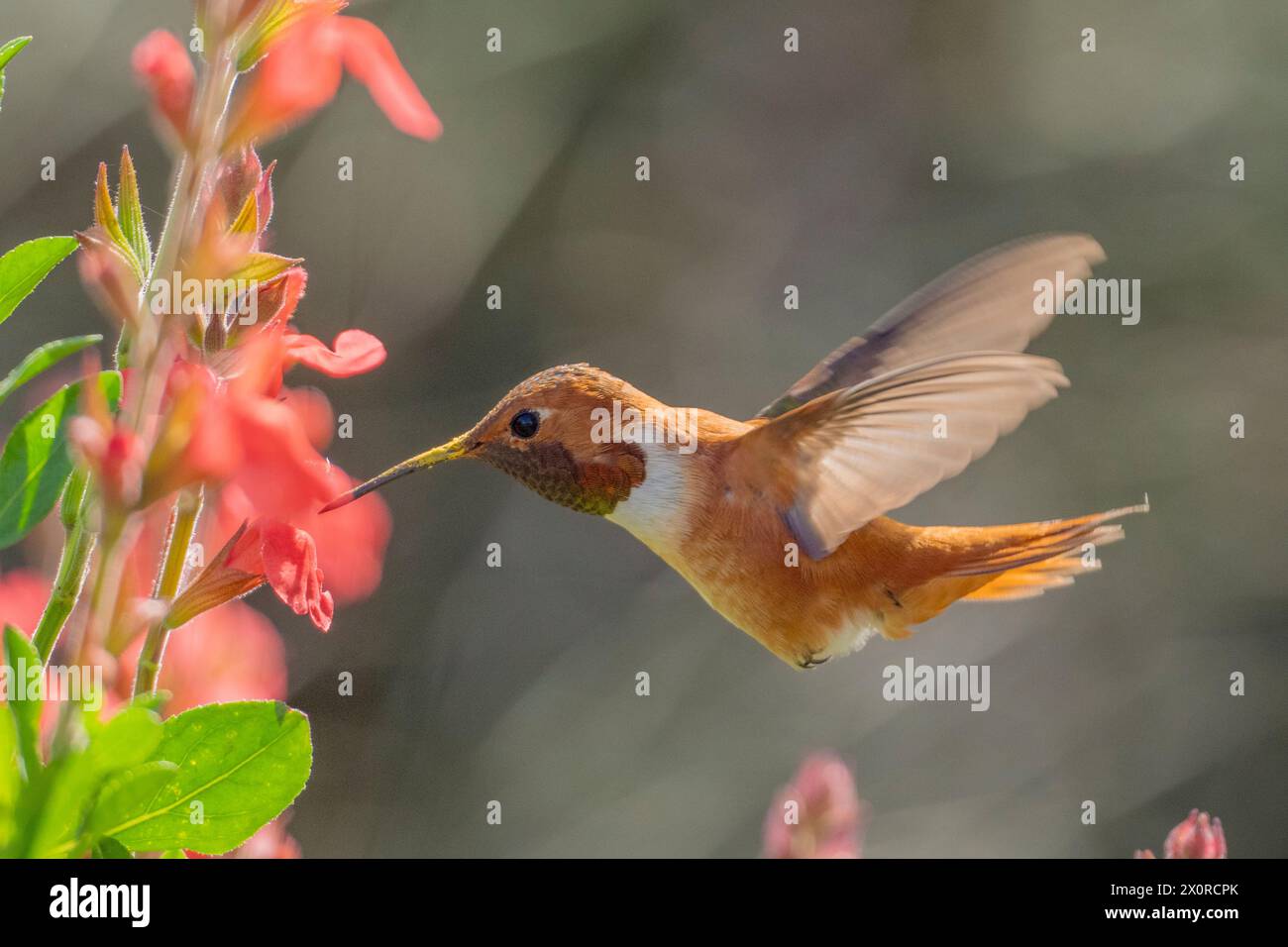 male Rufous Hummingbird at a northbound fuel stop, Yolo County California Stock Photo