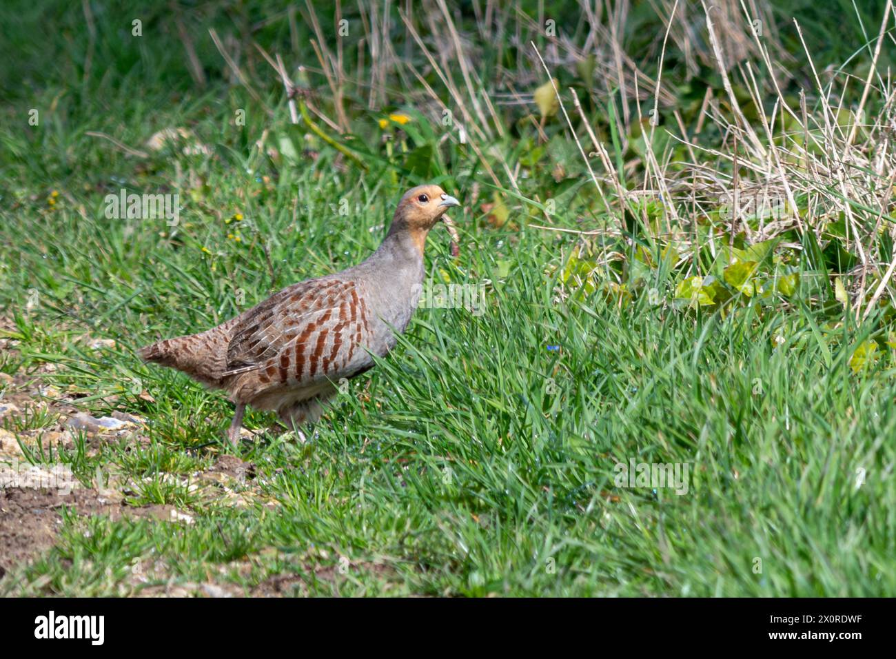 Grey partridge (Perdix perdix) on farmland or field in the South Downs, West Sussex, England, UK Stock Photo