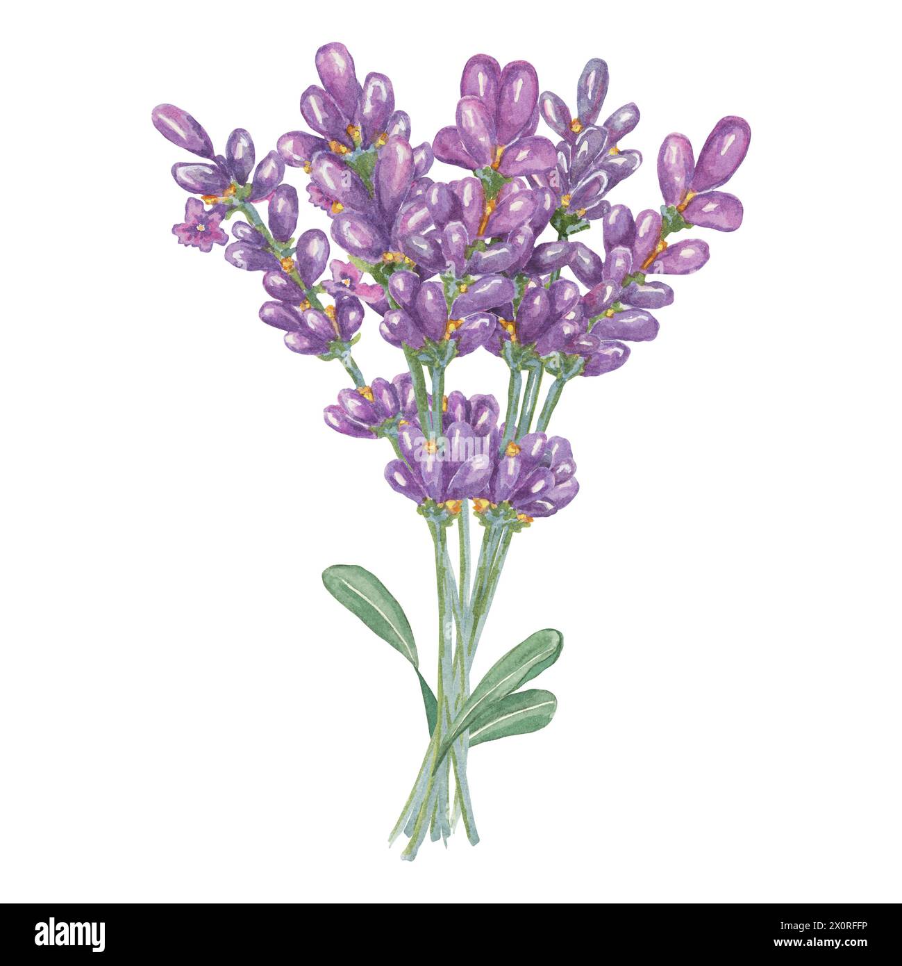 Lavender bouquet of purple, periwinkle, lilac flowers composition. Hand drawn lavandula watercolor clipart. Isolated design for beauty, cosmetics, labels, organic products, spa, aromatherapy, wellness Stock Photo