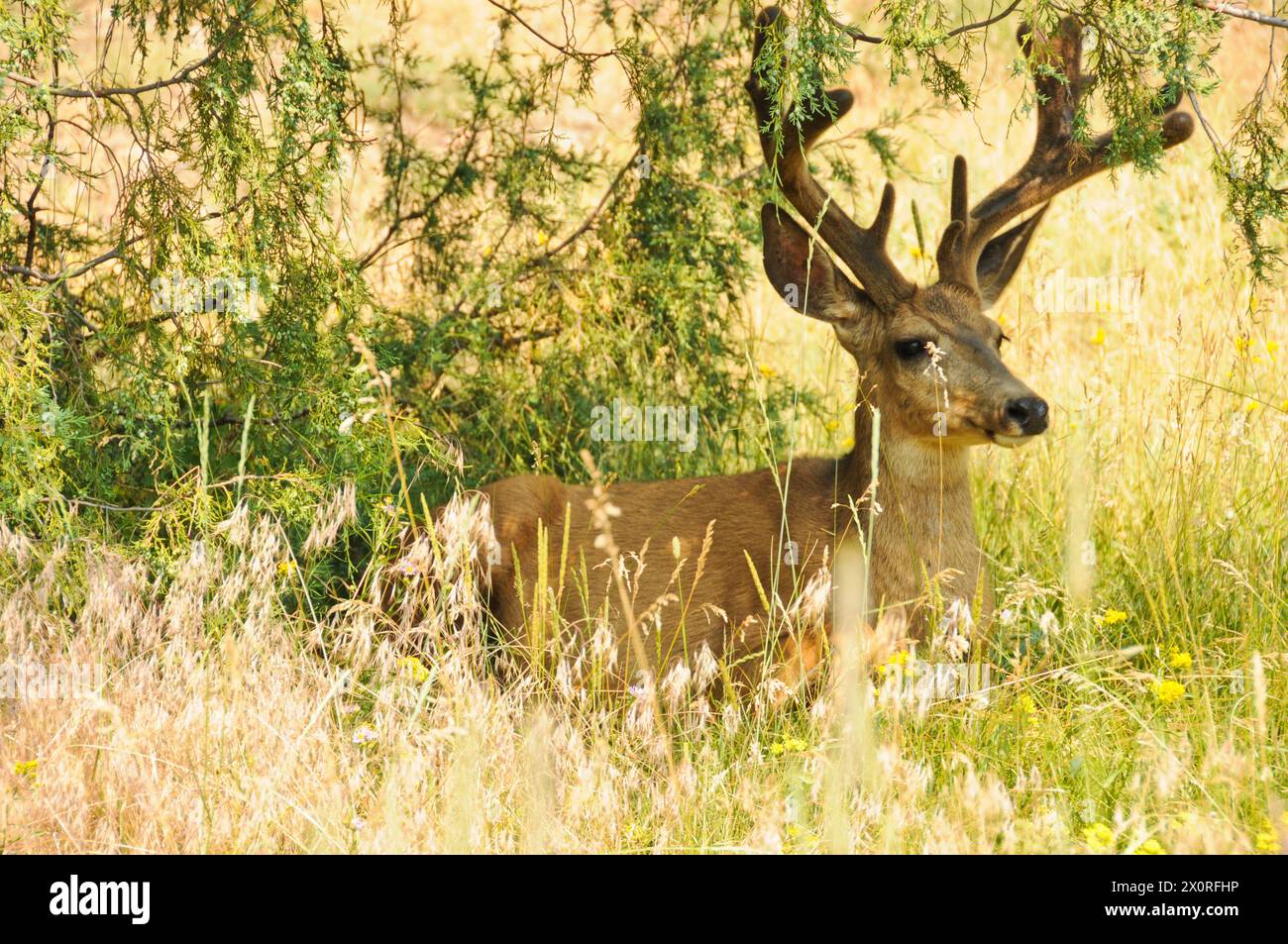 Mule deer (Odocoileus hemionus) in Great Sand Dunes National Park ...