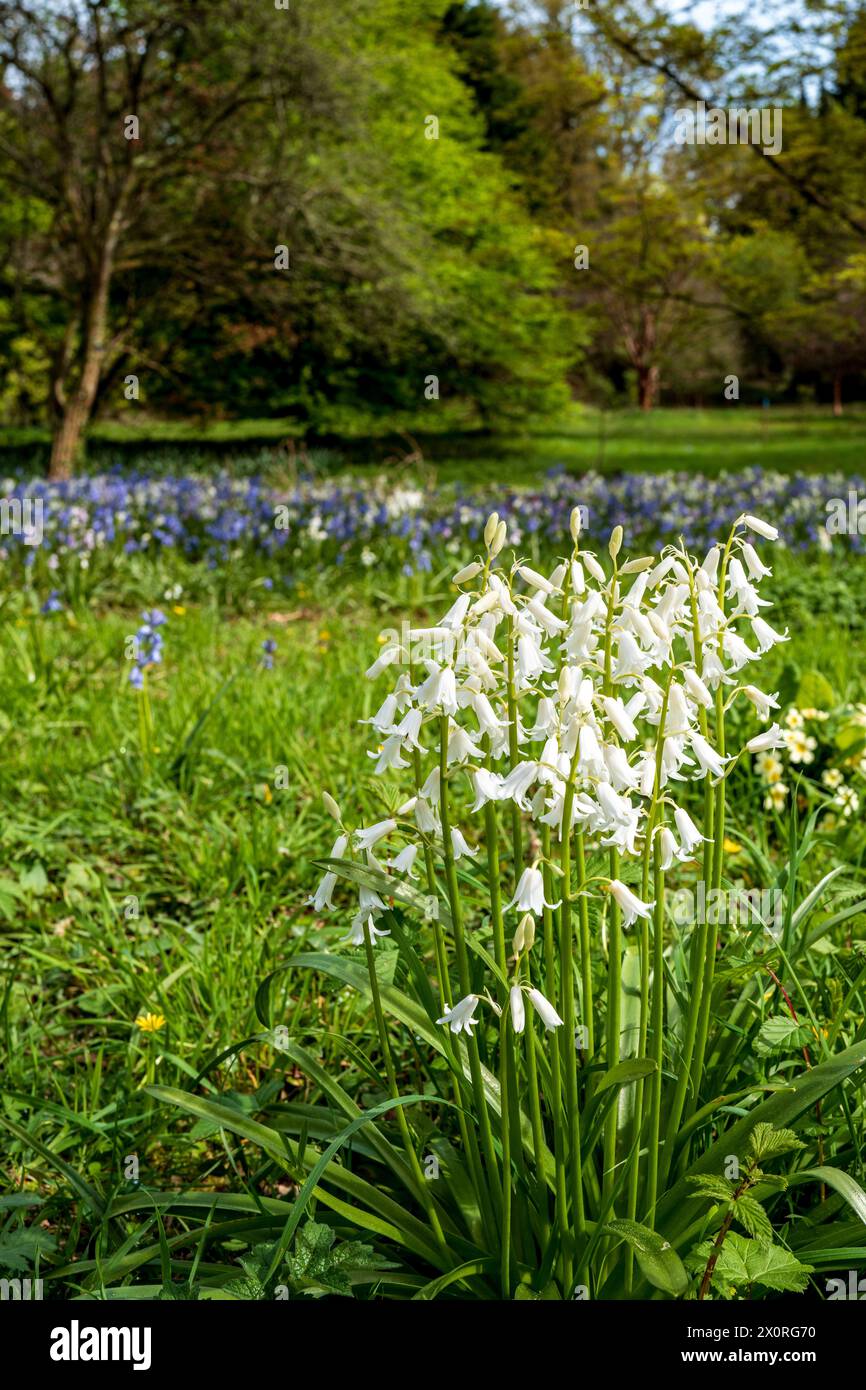 Panoramic view of spring flowers in a woodland. White blooming snowdrop folded (Galanthus plicatus) with bluebells in the park background. Stock Photo