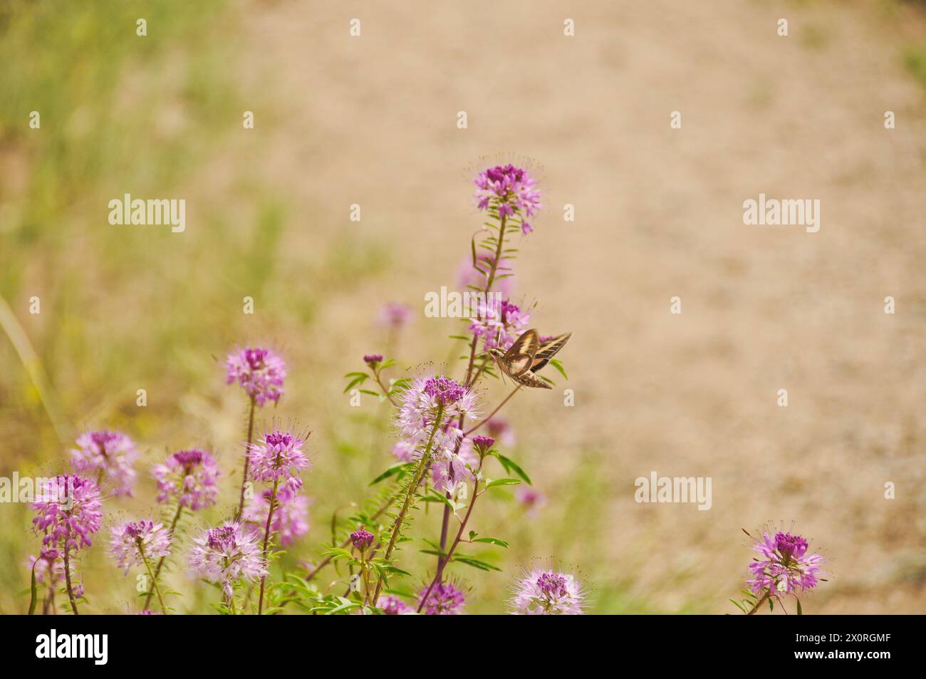 Rocky mountain beeweed hi-res stock photography and images - Alamy