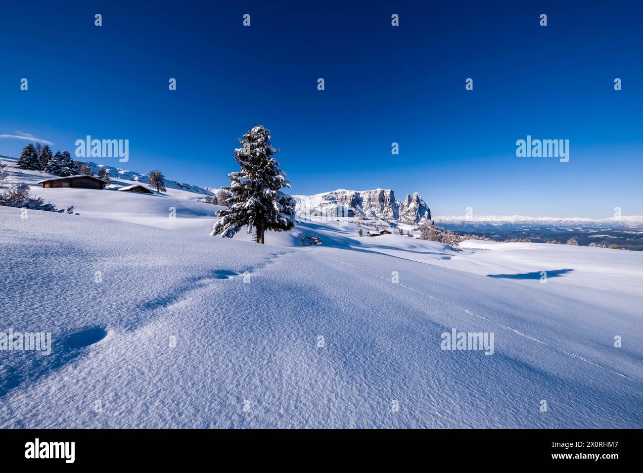 Hilly agricultural countryside with snow-covered pastures, trees and wooden huts at Seiser Alm in winter, summits of Monte Petz and Sciliar in the dis Stock Photo