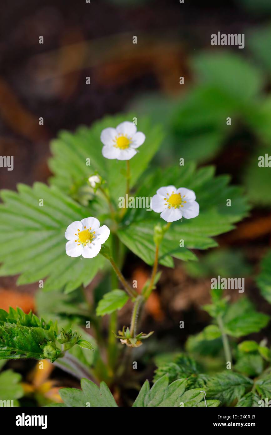 The flowers of the wild strawberry Stock Photo - Alamy