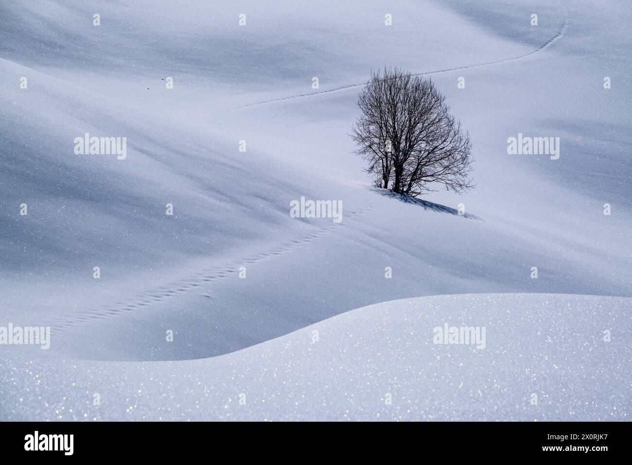 Hilly agricultural countryside snow-covered pastures and a tree at Seiser Alm in winter. Kastelruth Trentino-Alto Adige Italy FB 2024 0792 Stock Photo