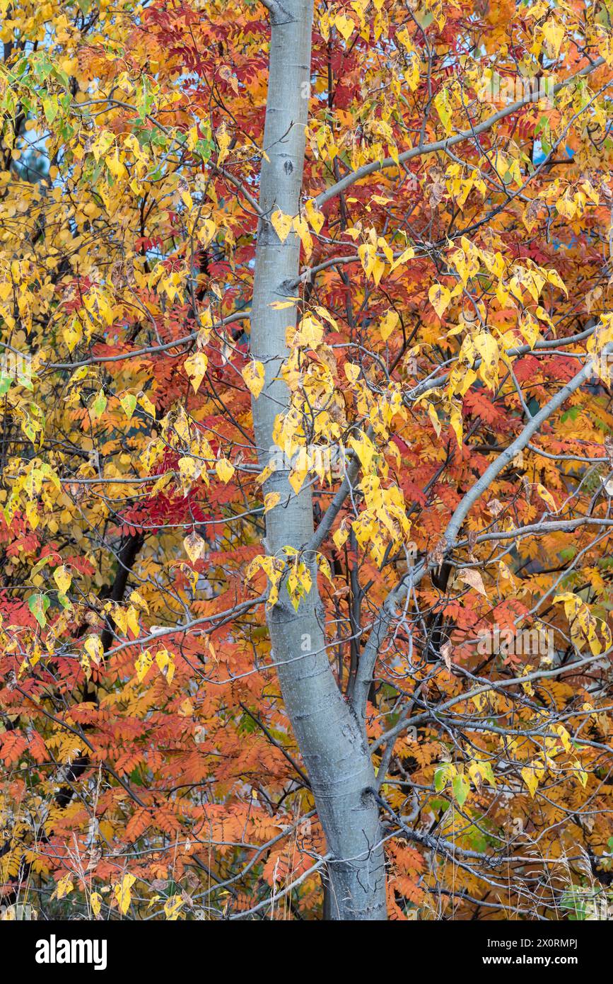 Cottonwood and ash trees in autumn, Wallowa Valley, Oregon Stock Photo ...