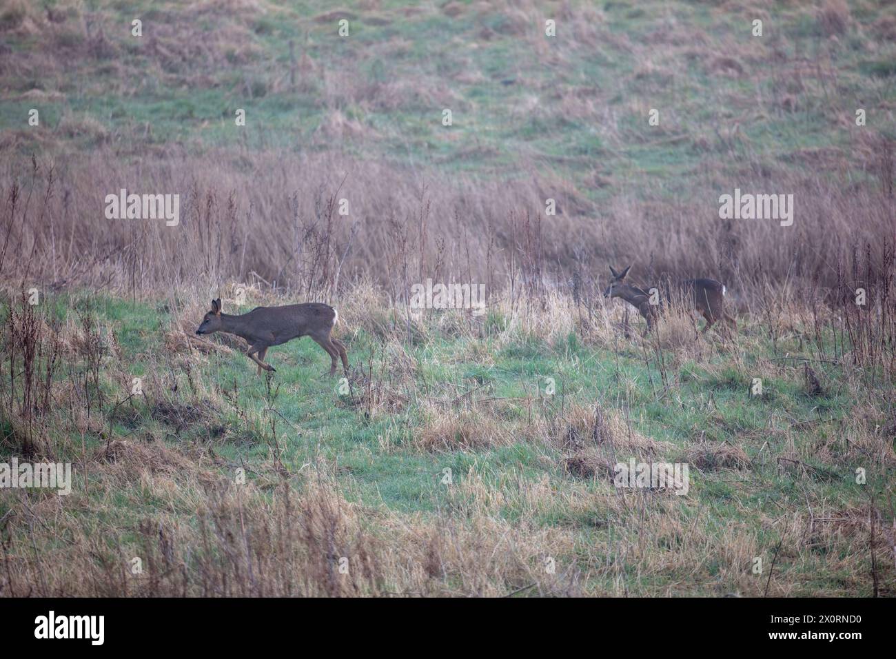A pair of wild Roe Deer in a field, County Durham, England, UK Stock ...