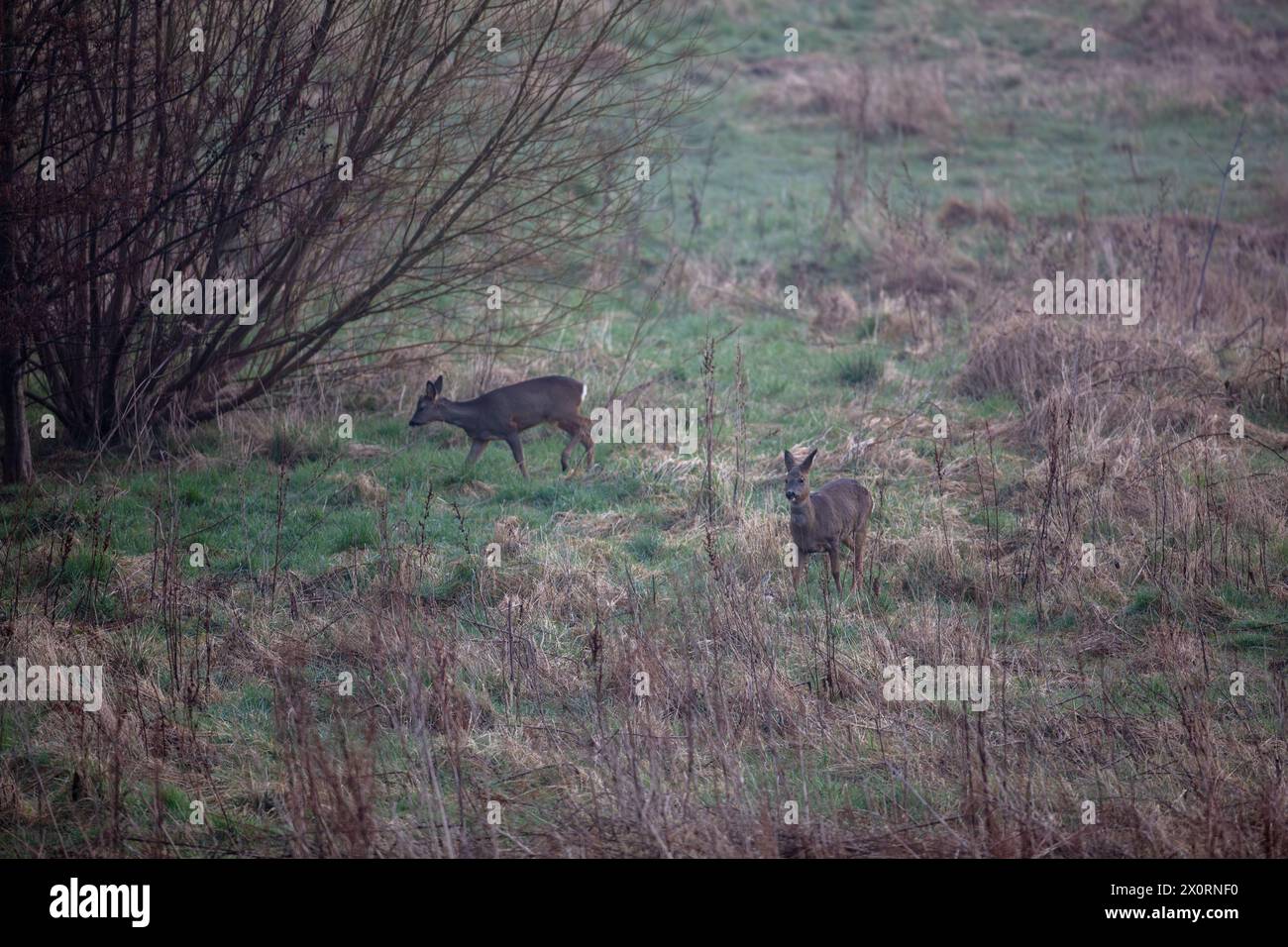 A pair of wild Roe Deer in a field, County Durham, England, UK Stock ...