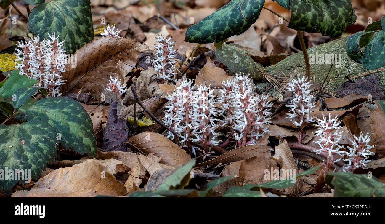 Alleghenny spurge (Pachysandra procumbens) blossoms, with leaves from previous season. This pachysandra is native to the southeastern U.S. and is pref Stock Photo