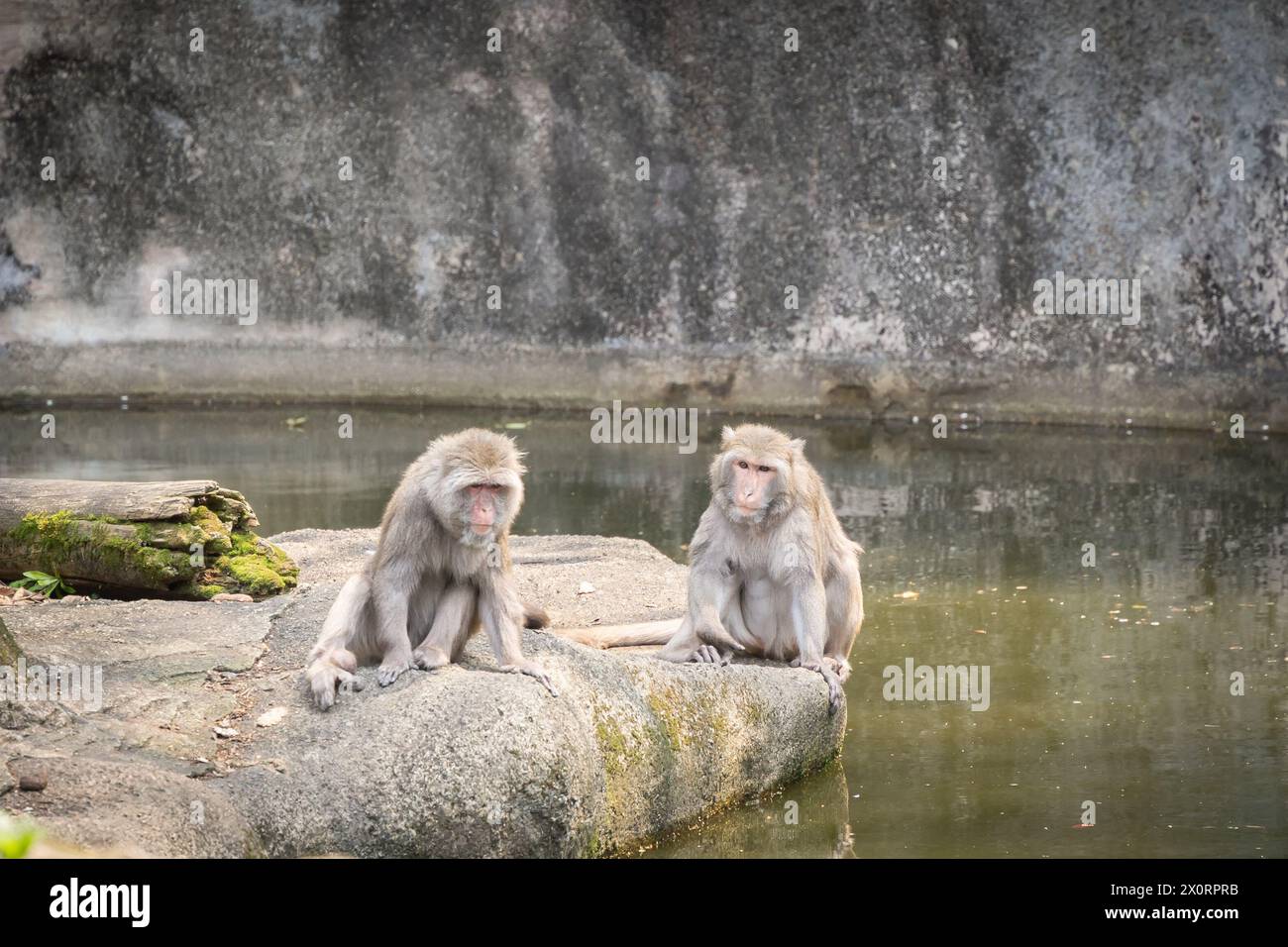 Two bored macaque apes sitting on the rock surrounded by water, Taipei, Taiwan. Stock Photo