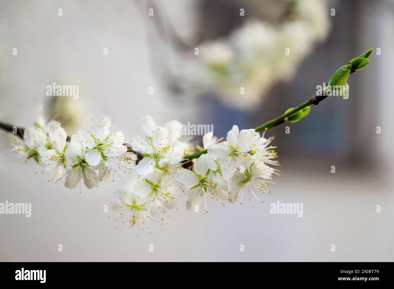 Bloooming apple flower on twig, blurred window on background. Springtime. Stock Photo
