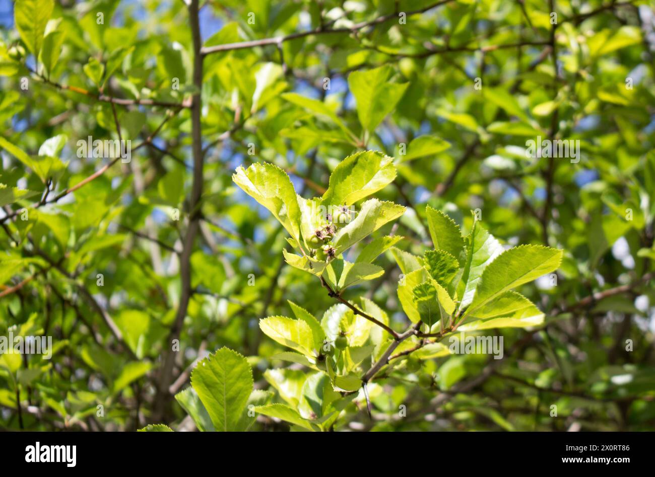 Broad leaved cockspur thorn in a landscape park, summer view. Stock Photo