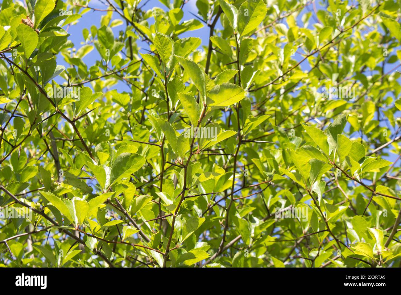 Broad leaved cockspur thorn in a landscape park, summer view. Stock Photo