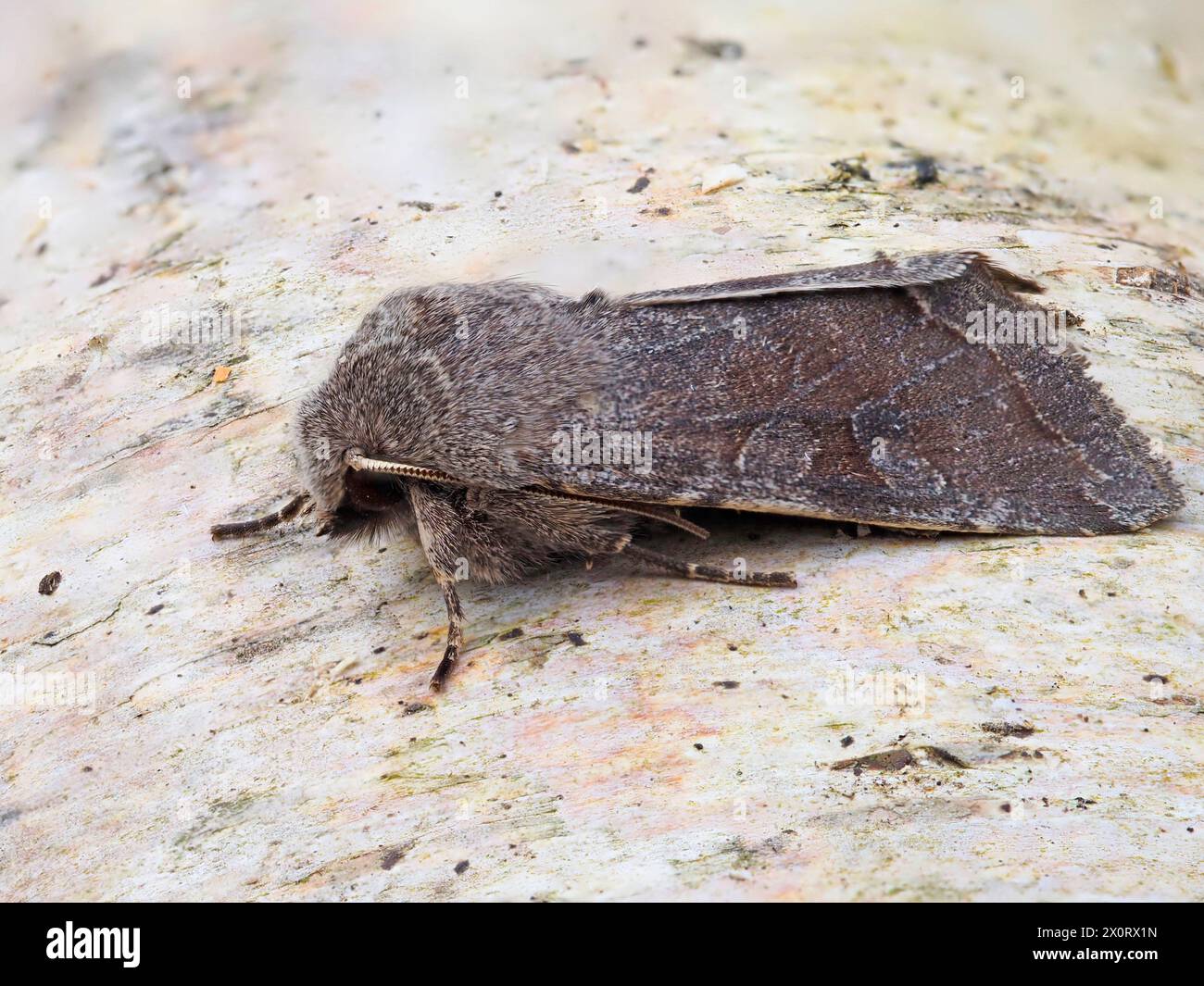 A Clouded Drab moth, Orthosia incerta, resting on a silver birch log. Stock Photo