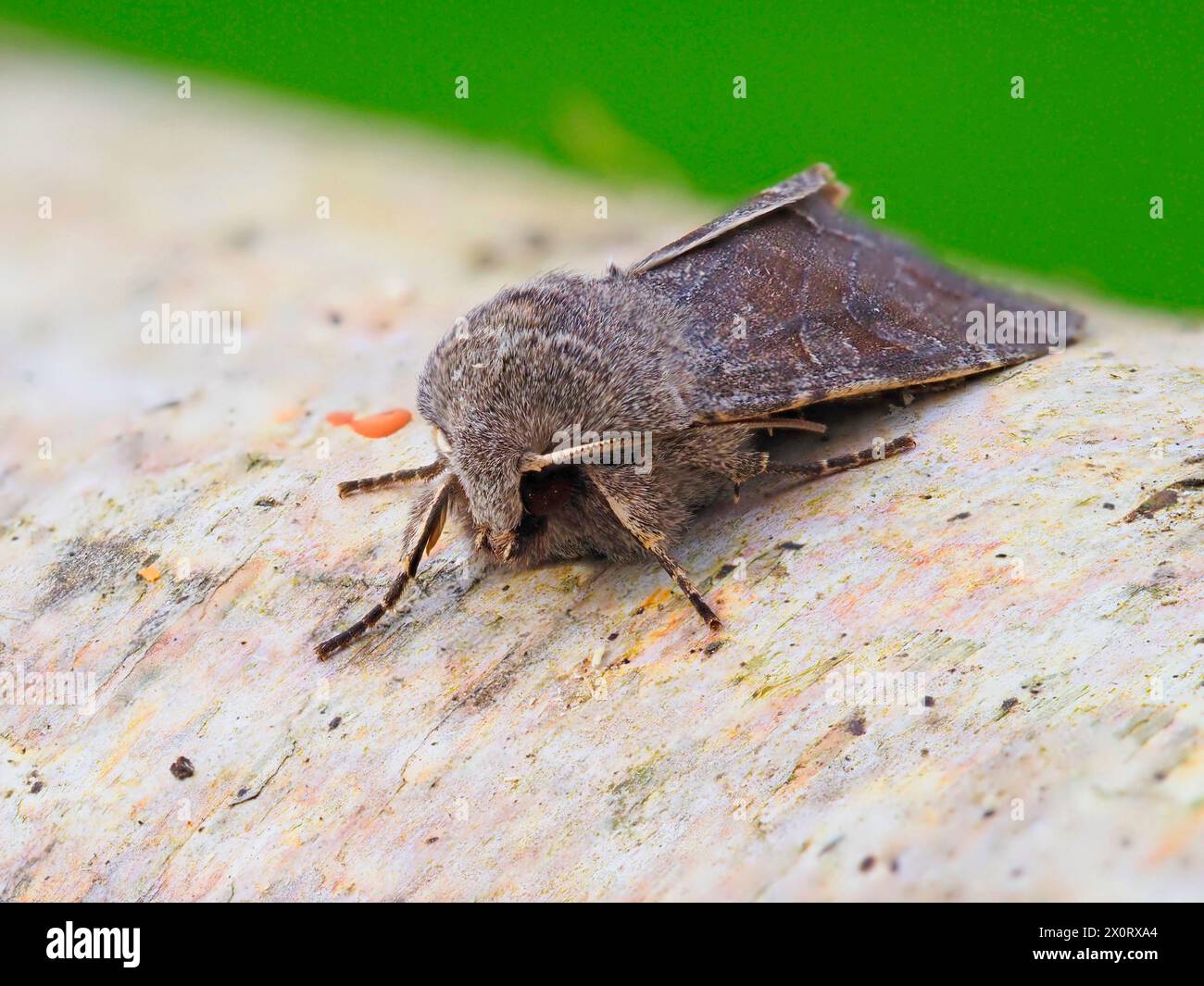 A Clouded Drab moth, Orthosia incerta, resting on a silver birch log. Stock Photo