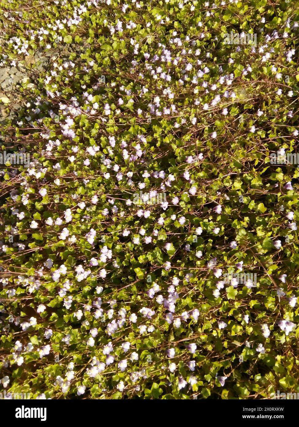 IMAGE POUVANT SERVIR DE TEXTURE Stock Photo