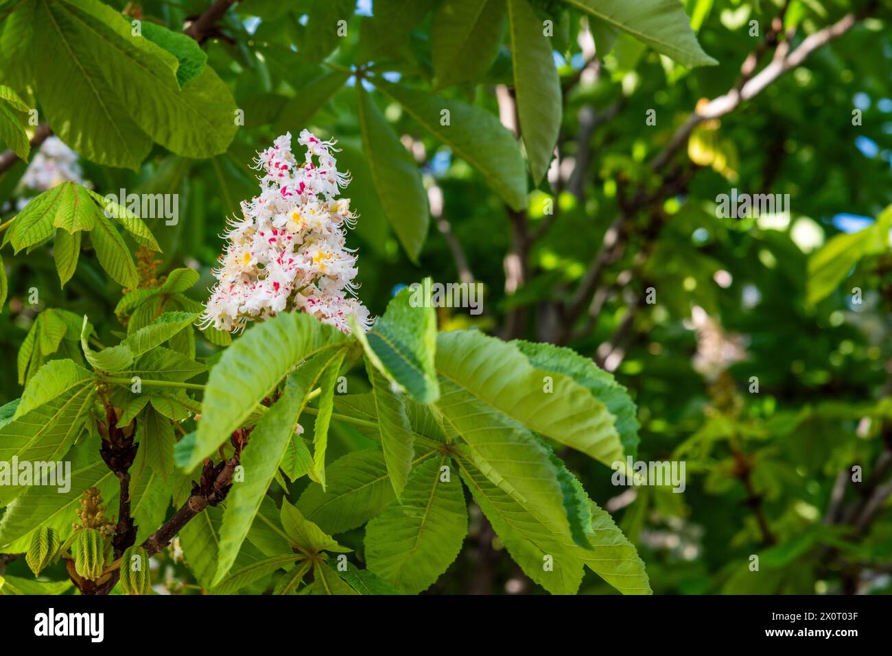 Flores de castaño de indias, aesculus hippocastanum, en su árbol en primavera Stock Photo