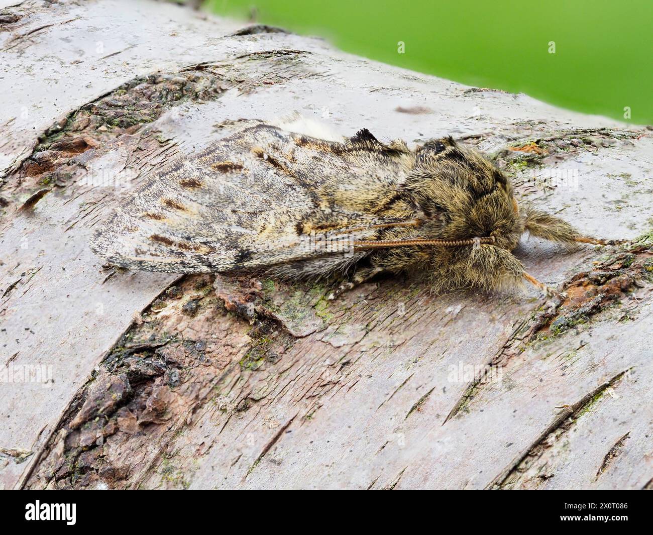 A Great Prominent moth, Peridea anceps, resting on a silver birch branch. Stock Photo