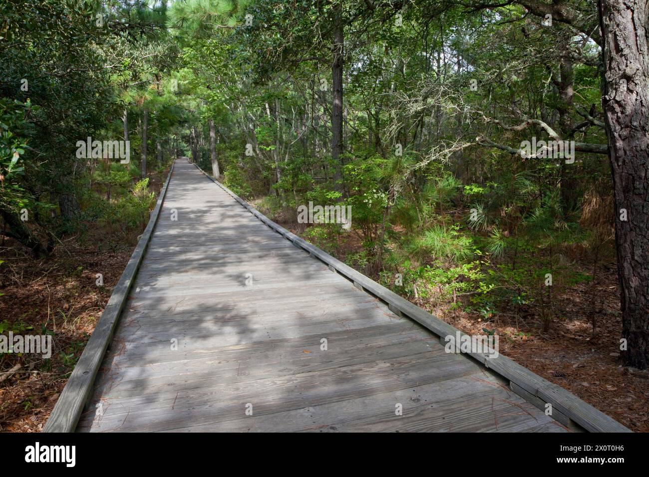 Outer Banks Nature Walk, near Currituck Light House, North Carolina.  A Maritime Forest on a Barrier Island of the Outer Banks.  Loblolly pine (pinus Stock Photo