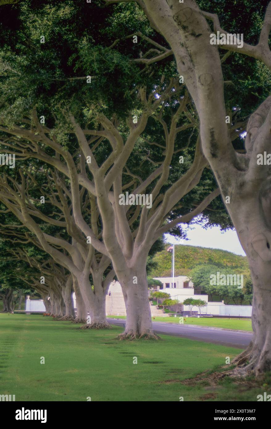 Oahu, Hawaii, USA - National Memorial Cemetery of the Pacific, Honolulu.  Chinese Banyan Trees. Stock Photo