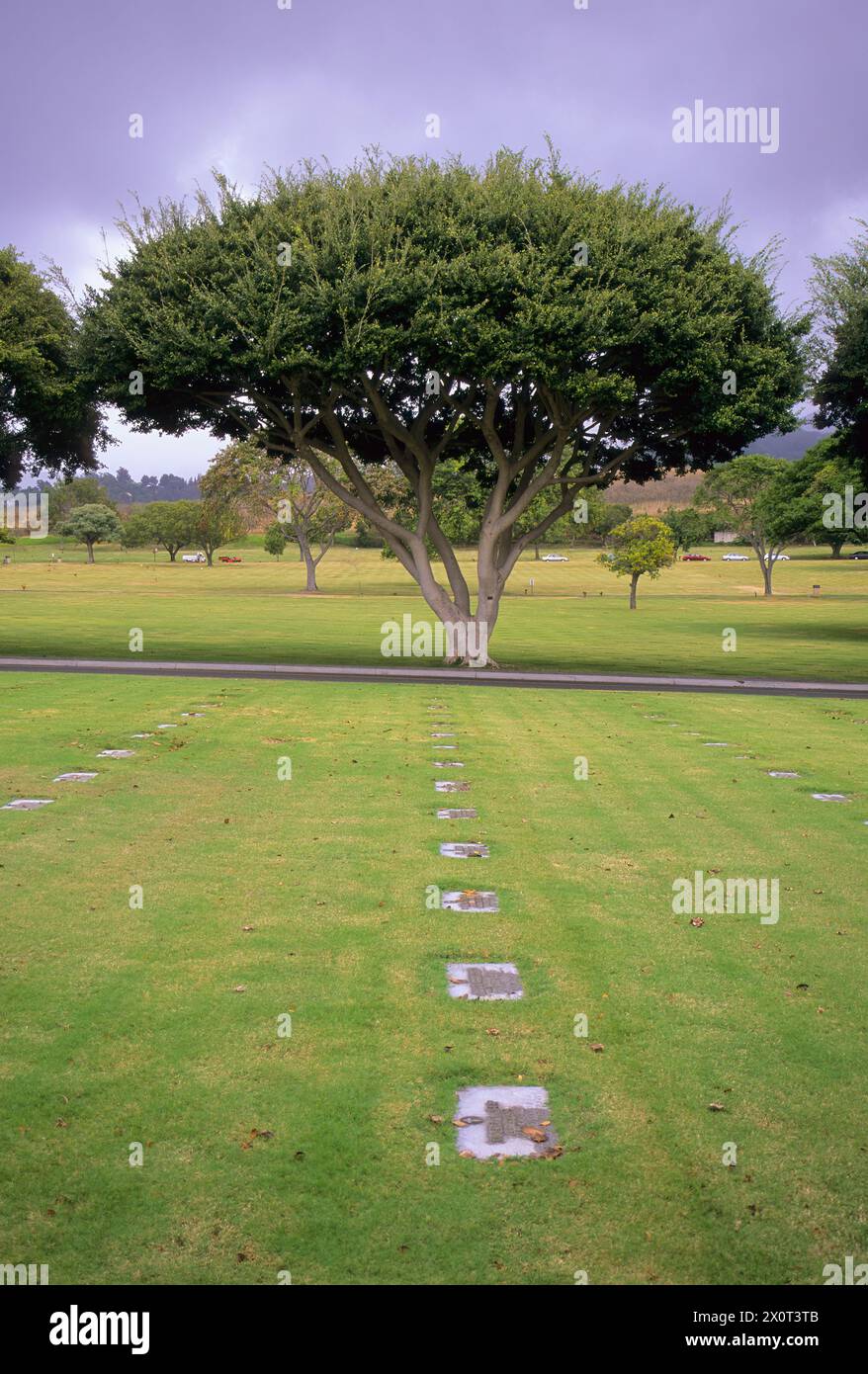 Oahu, Hawaii, USA - National Memorial Cemetery of the Pacific, Honolulu.  Chinese Banyan Tree. Stock Photo