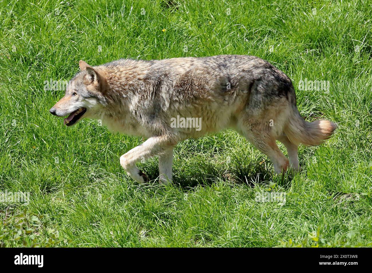 Wolf - gesehen am 22.04.2016 im Wisentgehege Springe bei Hannover *** Wolf seen on 22 04 2016 in the bison enclosure Springe near Hanover Stock Photo