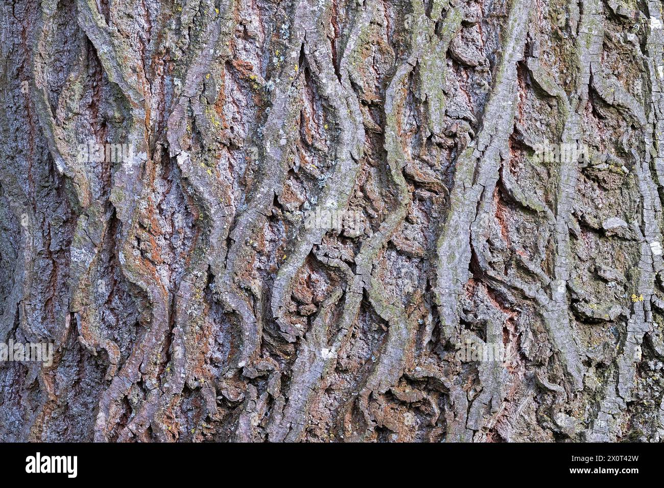 interesting natural pattern on linden bark, real background ready for your design Stock Photo