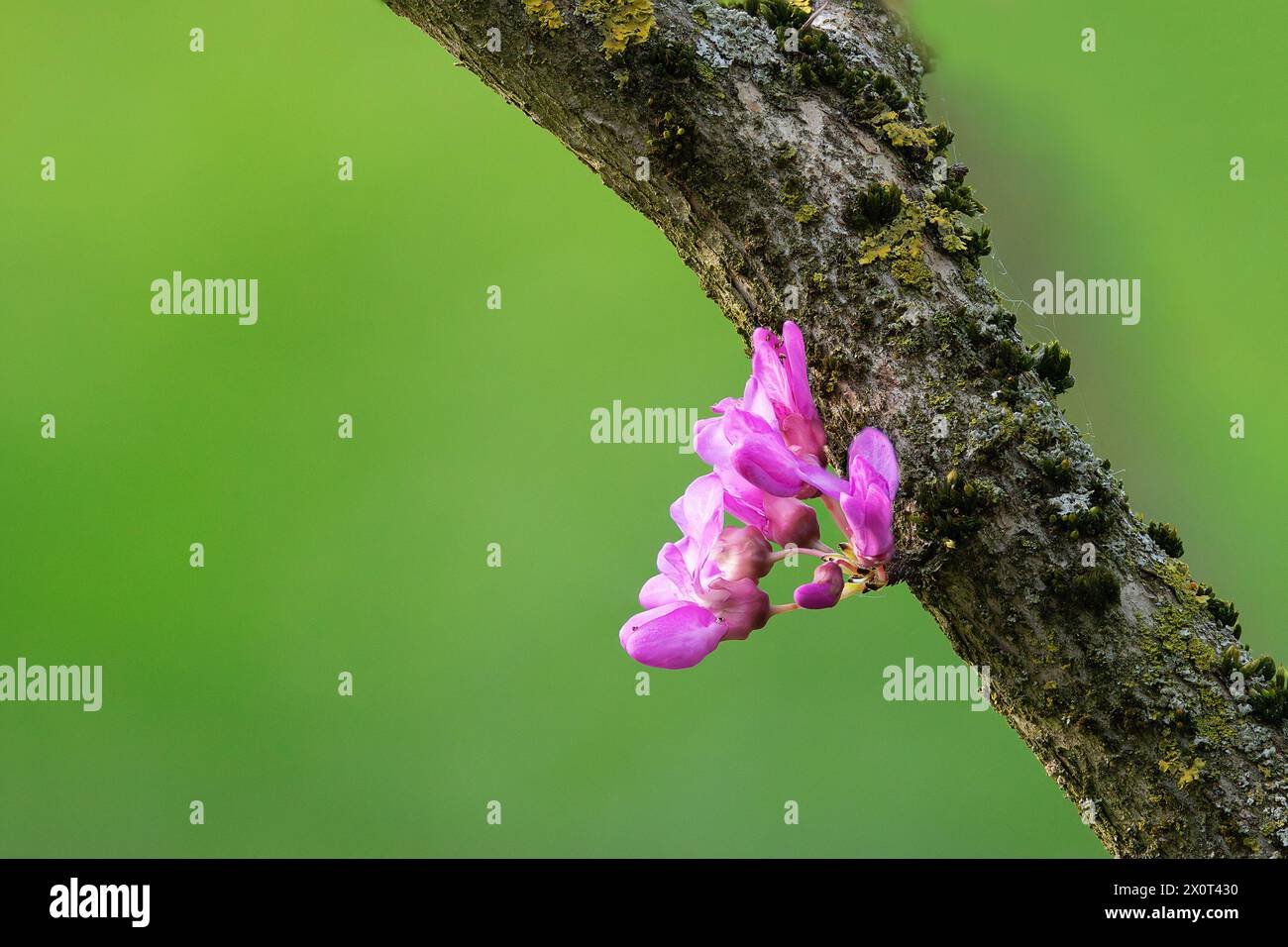 japanese cherry flower from tree trunk, focus stack from multiple images Stock Photo