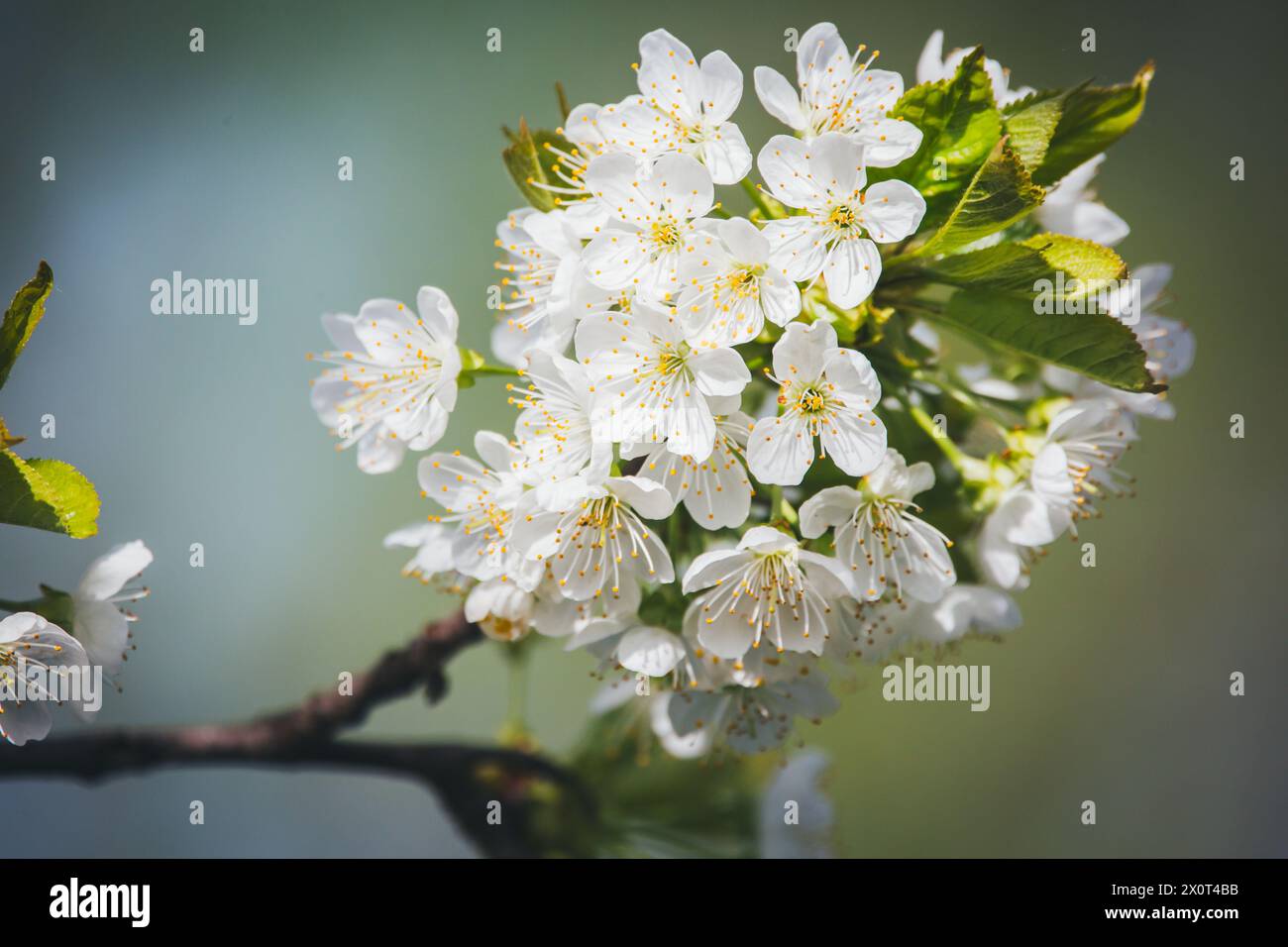 Blooming cherry tree Stock Photo