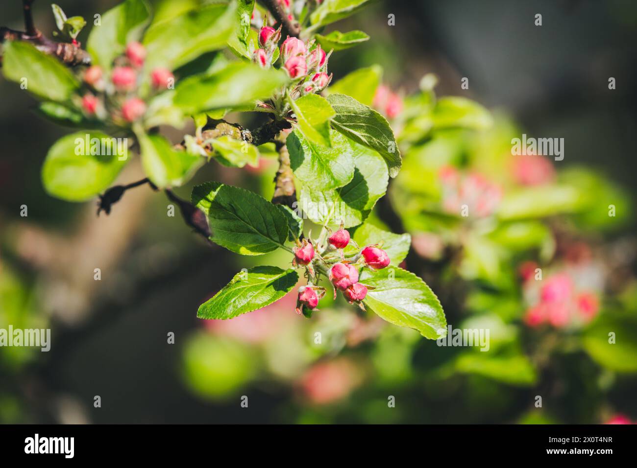 Blooming apple tree Stock Photo