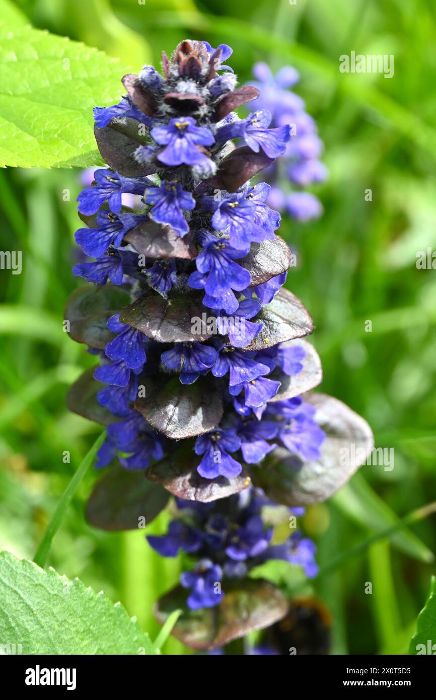 Blue spring flowers of Ajuga reptans purpurea or atropurpurea, also known as purple leaved Bugle, growing in UK spring meadow April Stock Photo