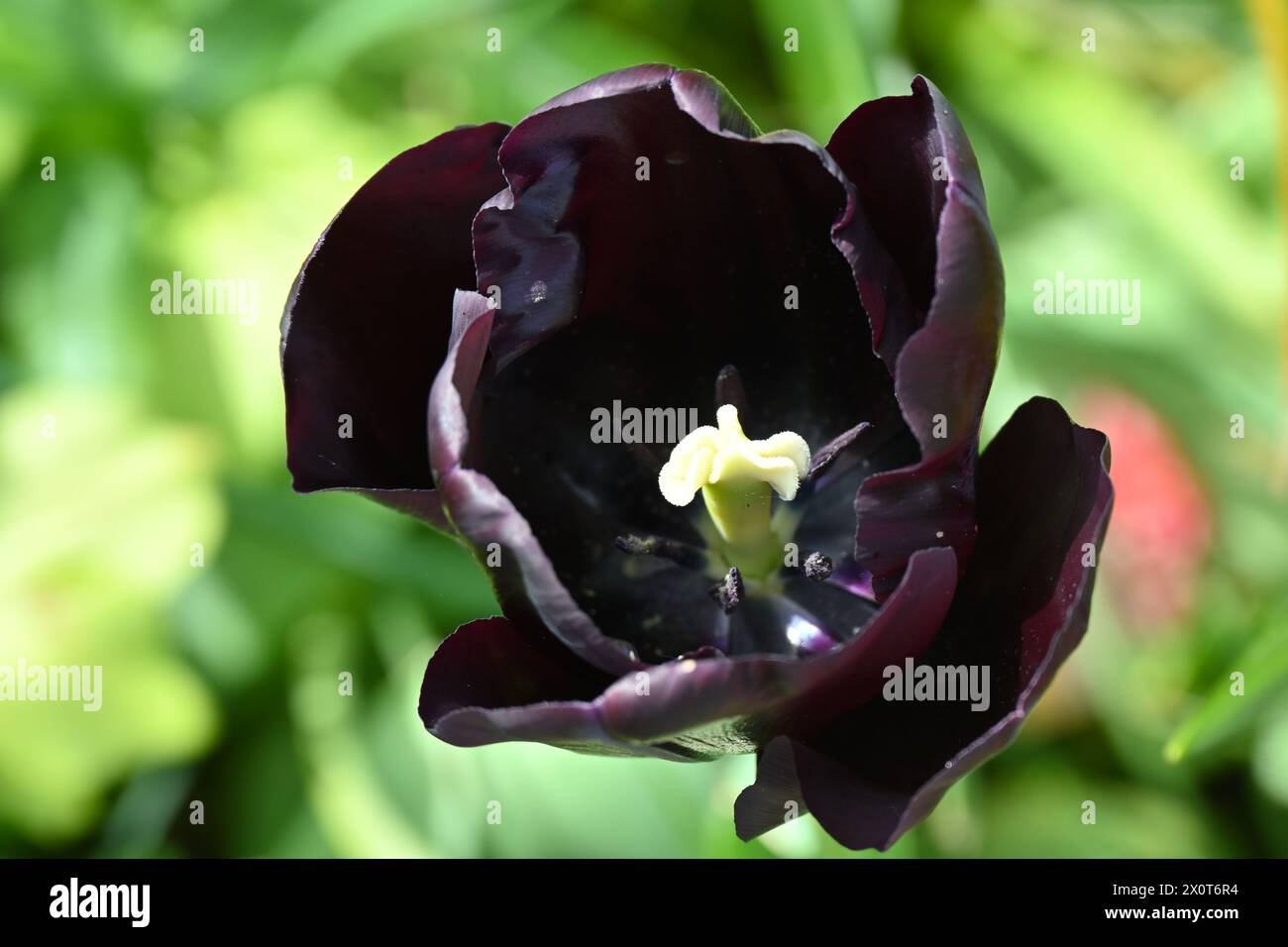 Rich purple, almost black spring flower of Triumph tulip, tulipa Paul Scherer in UK garden April Stock Photo