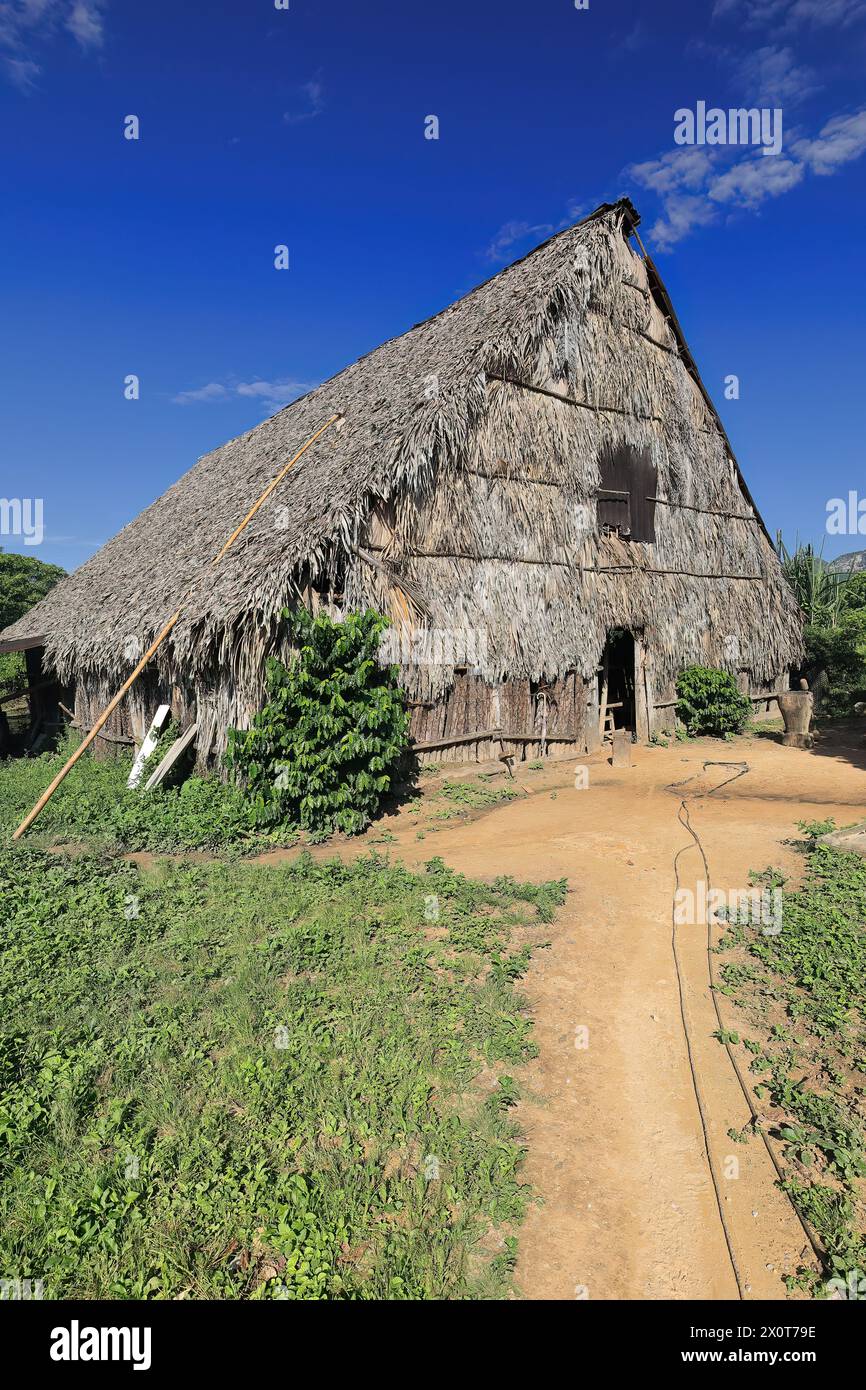170 Bohio hut, vernacular agricultural cabin of palm tree trunks and leaves based on the houses of the native inhabitants of the island. Vinales-Cuba. Stock Photo