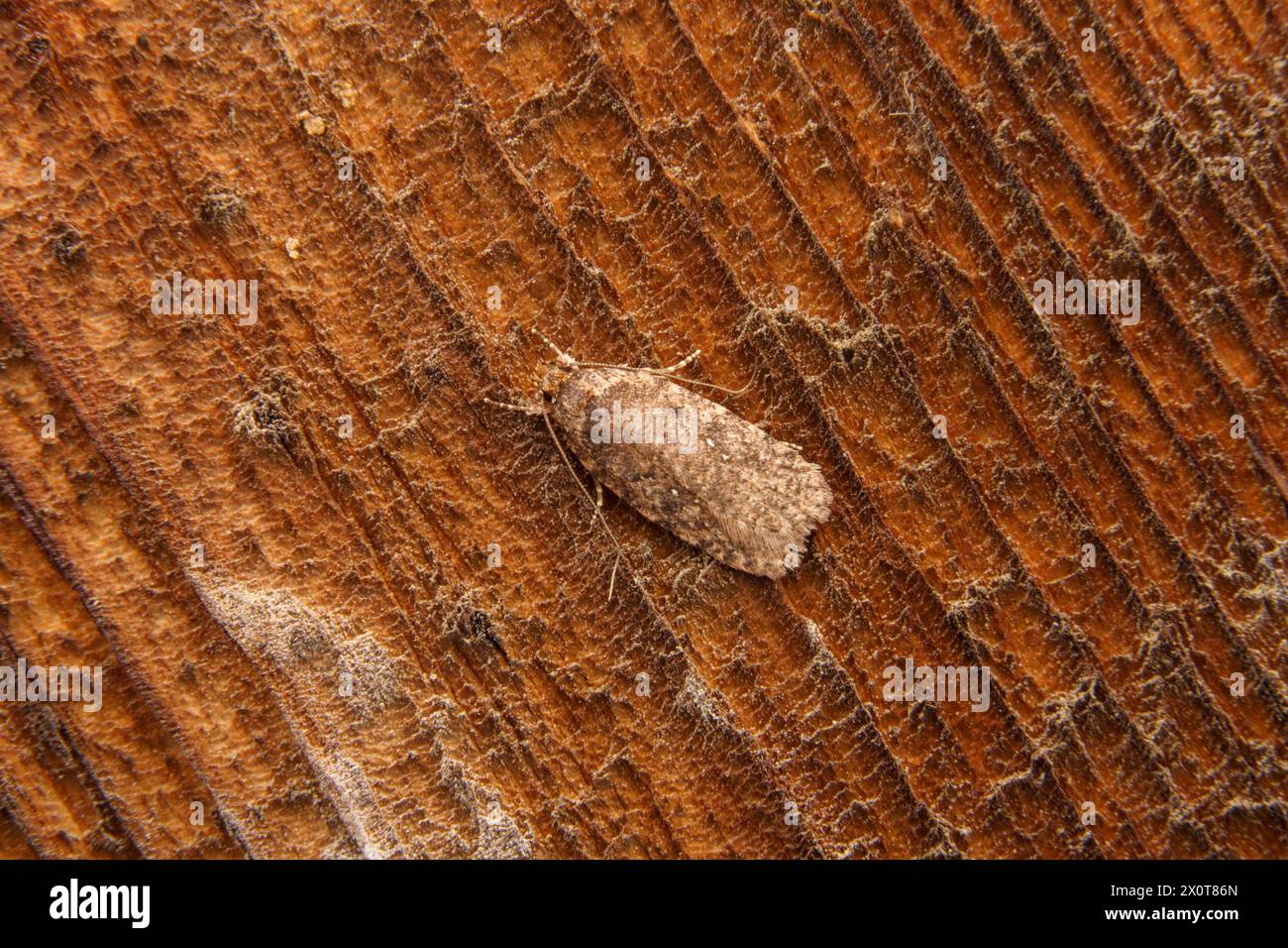 Agonopterix heracliana Family Depressariidae Genus Agonopterix Common Brindled Brown moth Common Flat-body moth wild nature insect photography Stock Photo