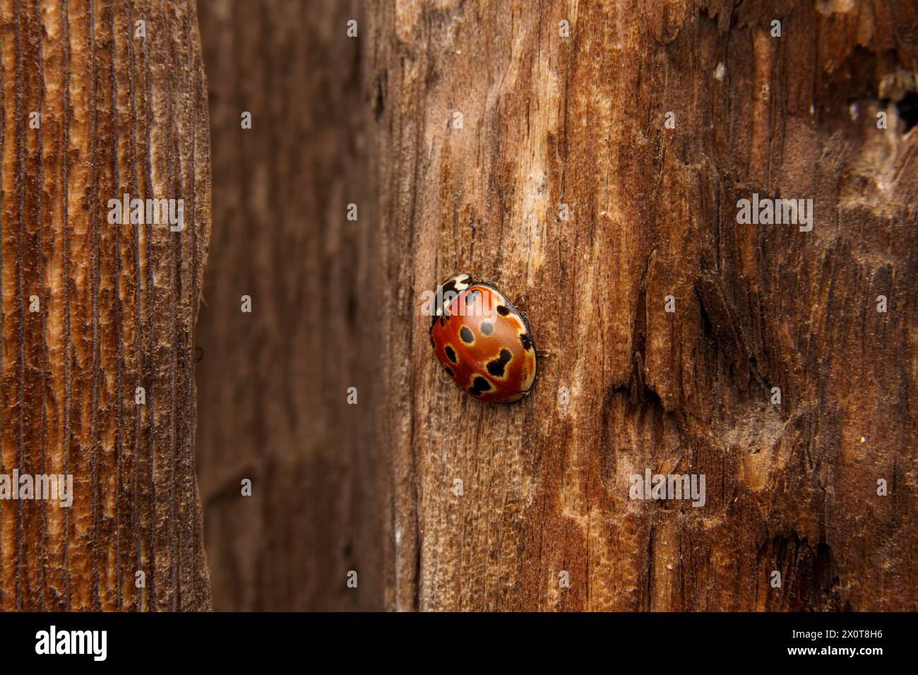 Anatis ocellata Family Coccinellidae Genus Anatis Eyed ladybug ladybird bug wild nature insect wallpaper, picture, photography Stock Photo