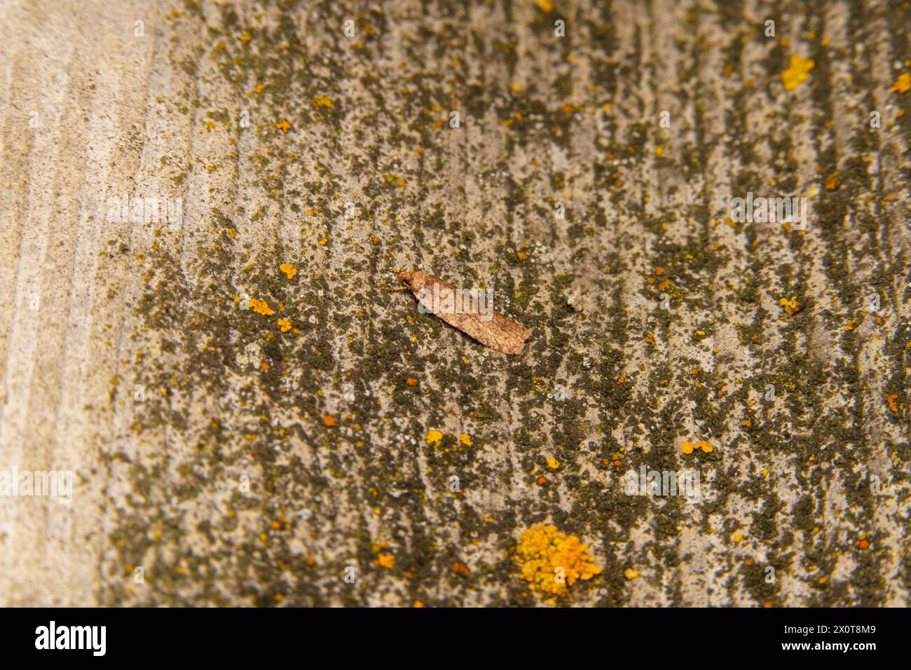 Agonopterix heracliana Family Depressariidae Genus Agonopterix Common Brindled Brown moth Common Flat-body moth wild nature insect photography Stock Photo