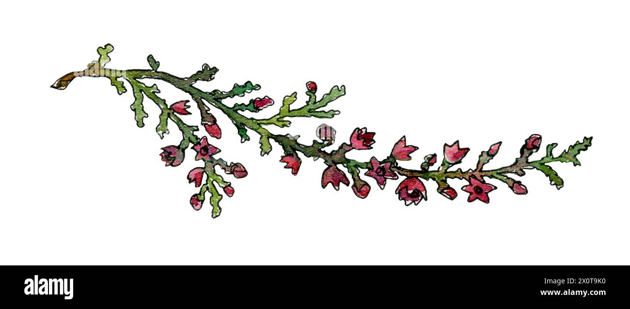 hand drawn watercolor Branch of blooming heather with purple flowers clipart. wild flower and herbs design floral element isolated on white  Stock Photo
